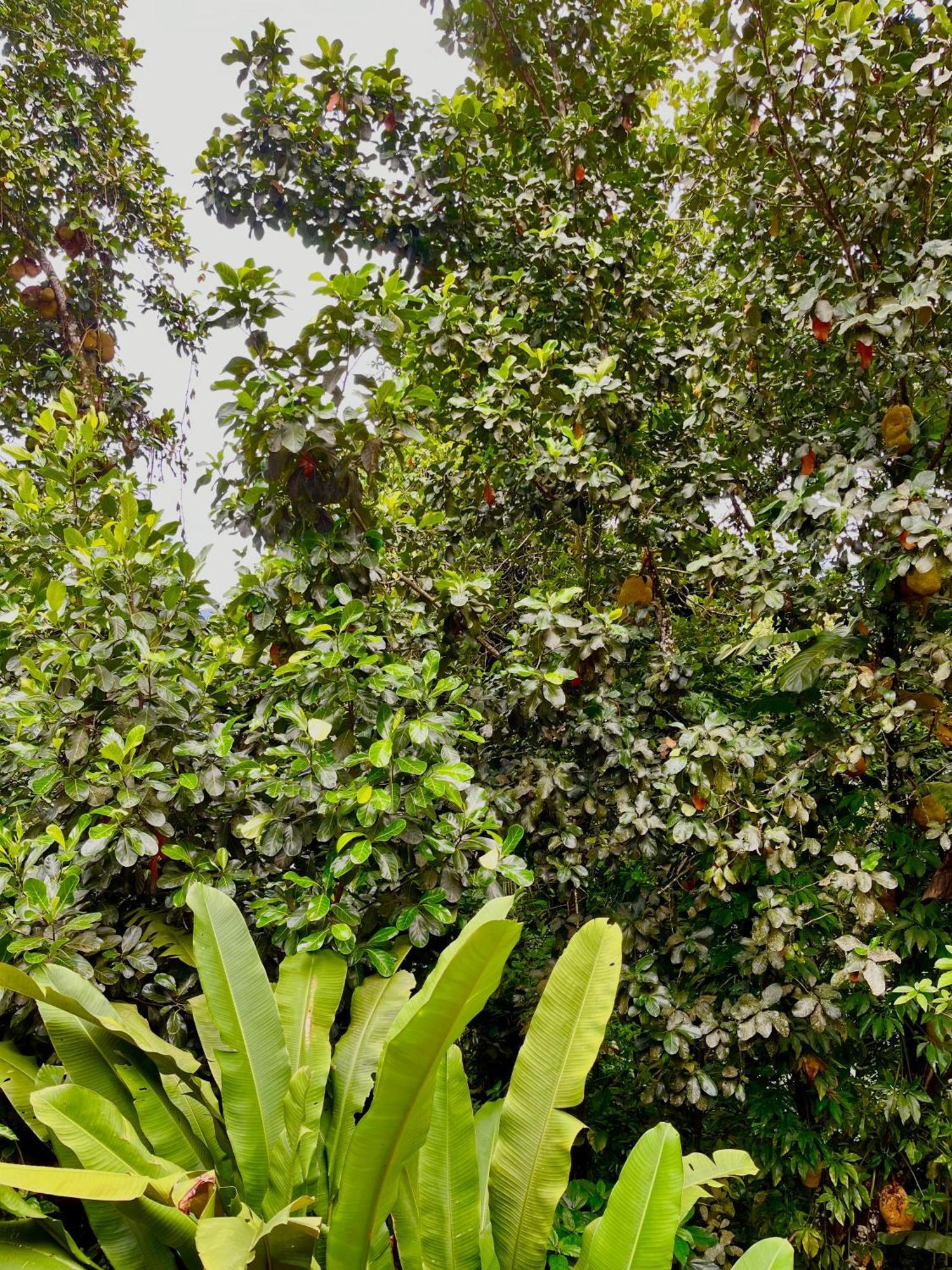 Pousada Picinguaba Kamer foto